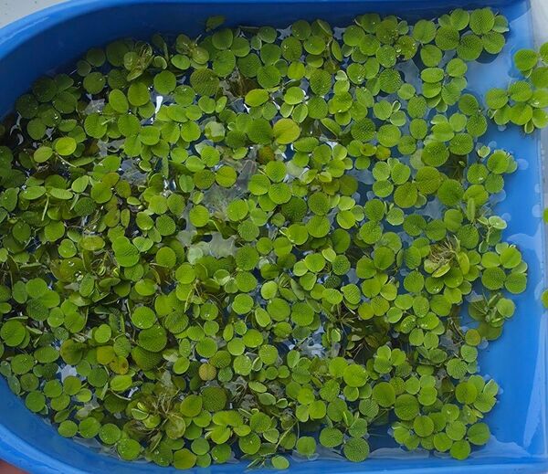 水草 サルビニアミニマ 浮草 無農薬 送料無料 ベタ メダカ エビ
