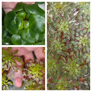 水草 ウォーターダイヤ ホテイアオイ ミニ 浮草 送料無料 無農薬 ホテイ草