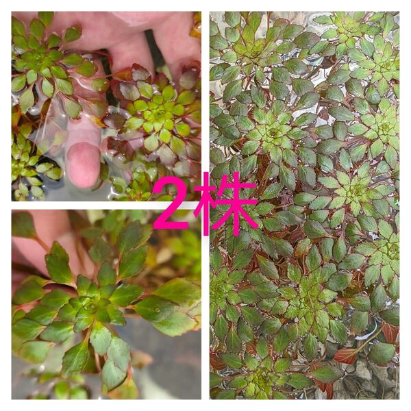 セール水草 ウォーターダイヤ 2株 浮草 送料無料 無農薬