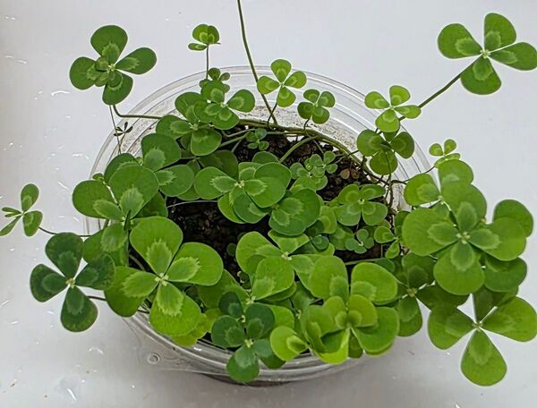 数量限定セール 水草 ウォータークローバー ムチカ ウォーターダイヤ2種セット無農薬 送料無料