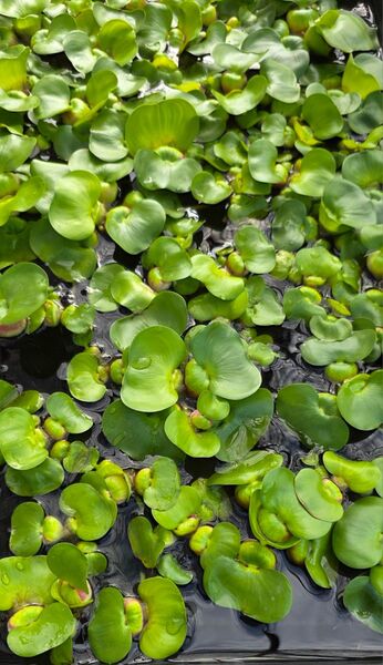 水草 ホテイアオイ ミニ 浮草 無農薬 送料無料 ホテイ草