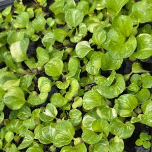 水草 斑入りホテイ ウォーターダイヤセット 無農薬 送料無料