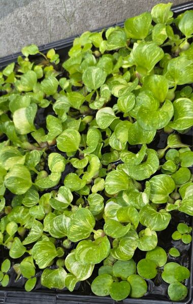 水草 斑入りホテイアオイ ウォーターダイヤセット 無農薬 送料無料