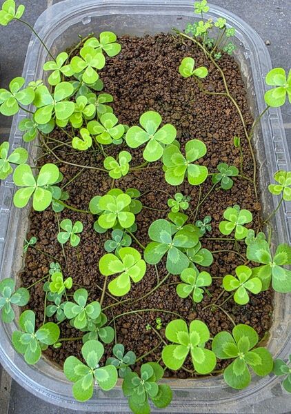 水草 ウォータークローバー ムチカ 無農薬 送料無料
