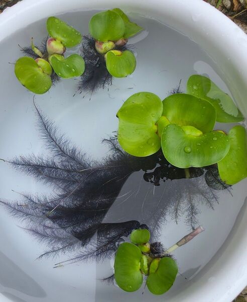 水草 ホテイアオイ ミニ 浮草 無農薬 送料無料 ホテイ草