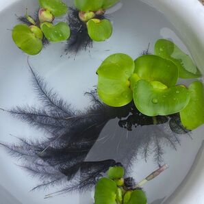 水草 ホテイアオイ ミニ 浮草 無農薬 送料無料 ホテイ草