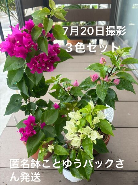 ブーゲンビレア 3色セット 開花中 匿名鉢ことゆうパック発送