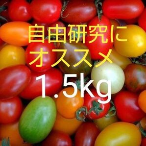 高原のカラフルミニトマト 1.5㎏
