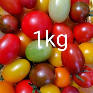 高原のカラフルミニトマト1kg