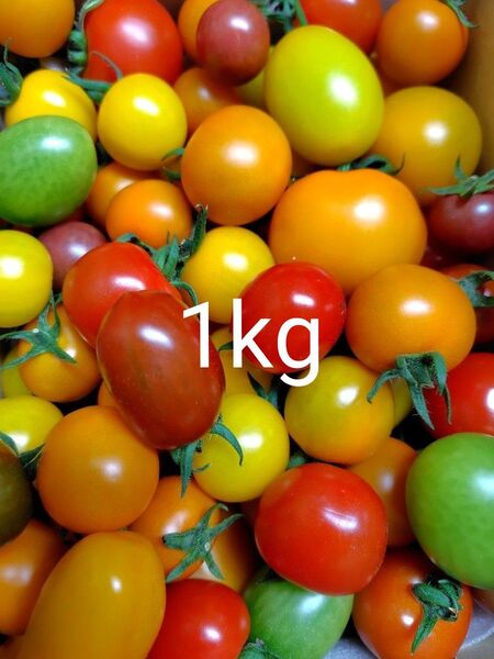 高原のカラフルミニトマト1kg
