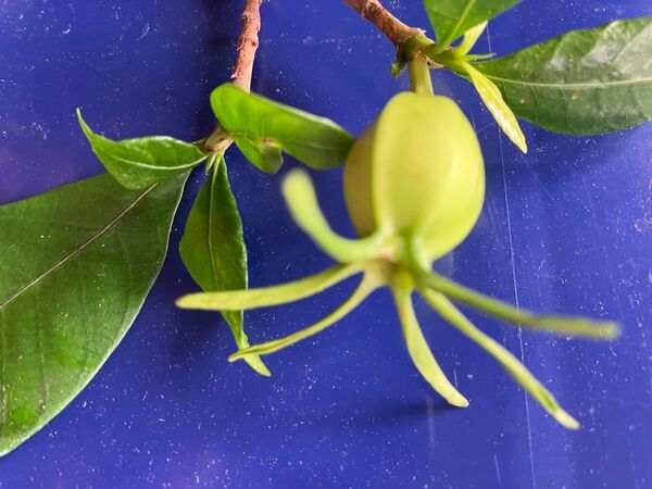 くちなしの枝 挿し穂 Gardenia cuttage