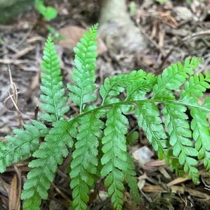 シダ植物 1点 抜き苗