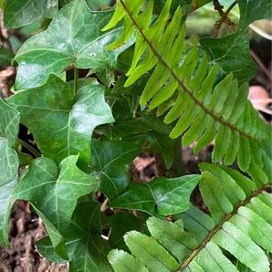 へデラとタマシダの寄せ植え ミックス 観葉植物