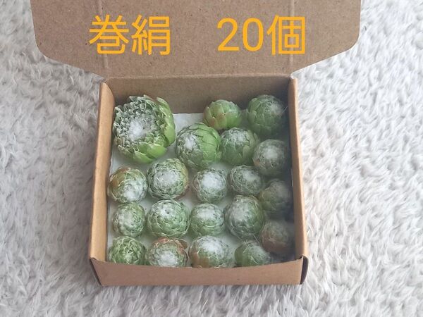 ★多肉植物 巻絹 20個 同等苗発送