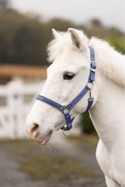 コブ リード 無口 セット ブルー 乗馬用品 乗馬 馬術 馬 ホルター サラ