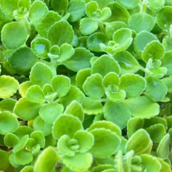 ★多肉植物★アロマティカス 3カット 苗