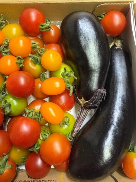 最終価格 家庭菜園 無農薬栽培 ミニトマトとナスのセット