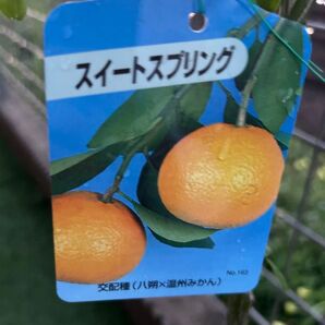 スイートスプリング 苗木 八朔×温州みかん 実付き