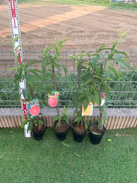 桃の苗木 4本セット 白桃、白鳳、大久保、黄金桃