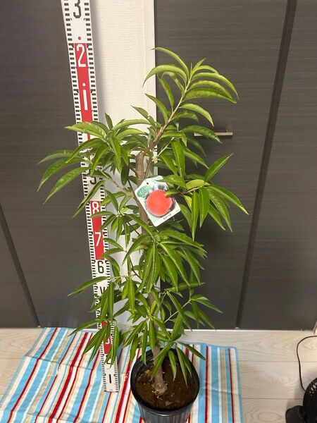 桃 苗木 あかつき 大株