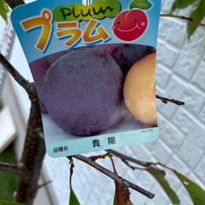 プラム 貴陽 苗木 大株 幹太