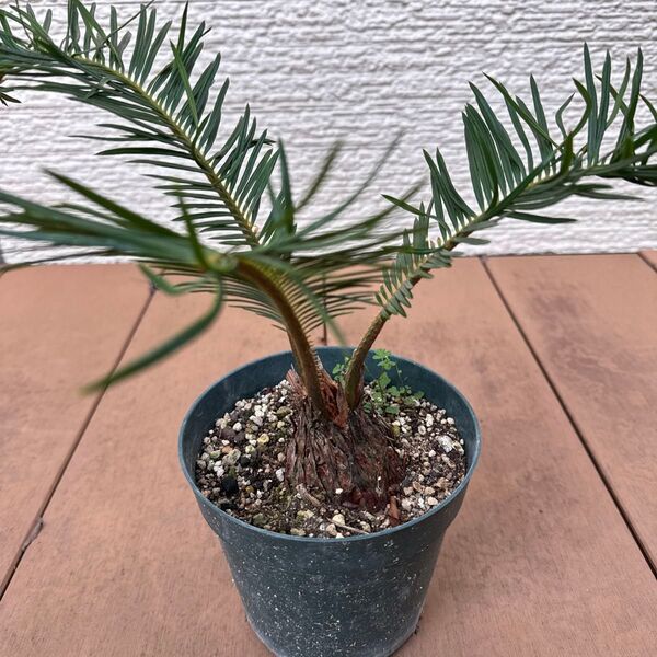 【金運 観葉植物】ソテツ プラポット発送 玄関 エントランスに最適 魔除け