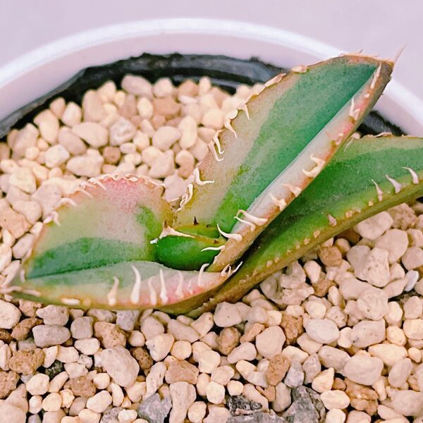 『大白鯊錦』斑入り アガベ 多肉植物