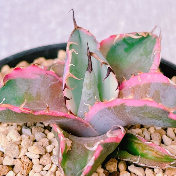 『BB錦』白覆輪 斑入り アガベ 多肉植物