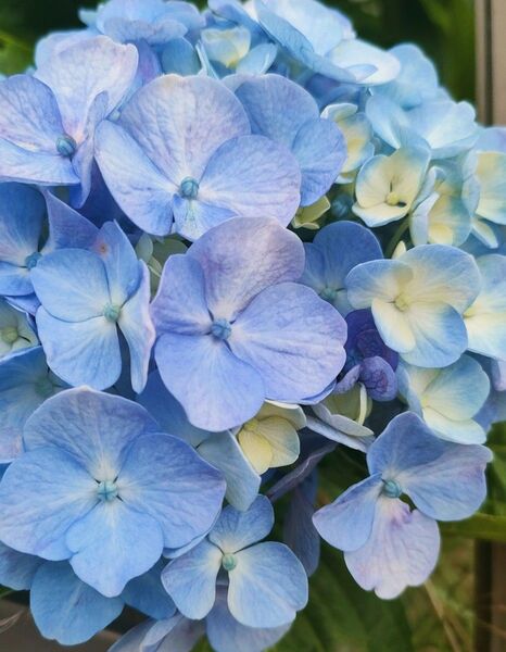 アジサイ 紫陽花 挿し木 挿し穂5本 あじさい おまけあり 胡蝶の舞