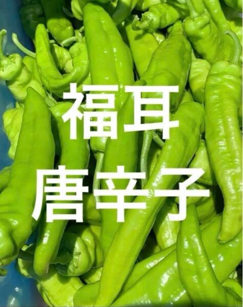福耳 唐辛子 ジロー 3キロ