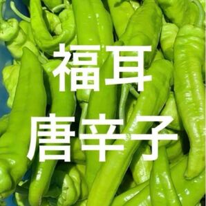 福耳 唐辛子 ジロー 3キロ