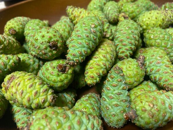 【数量限定特価!】富山県産 青ぼっくり60個!