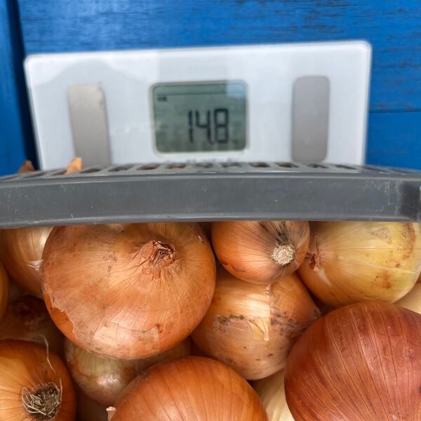 新鮮な玉ねぎ 愛知県産 無農薬玉ねぎ14kg