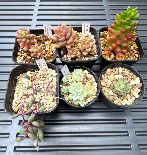 多肉植物 抜き苗 セダム ネックレス 寄せ植えに