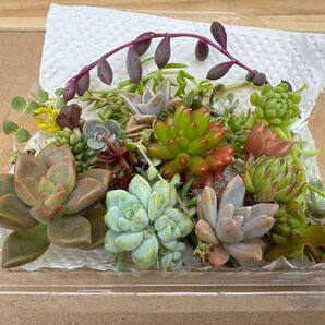 多肉植物 15種類以上 カット苗(小パック) 寄せ植え等に