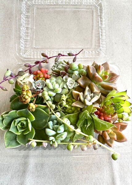 多肉植物 カット苗 18〜20種類 詰め合わせ 寄せ植え等に