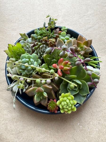 多肉植物 18〜20種類セット カット苗(パック大) 寄せ植えに