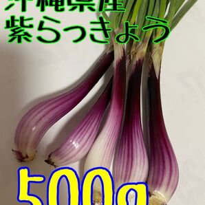 沖縄県産 紫島らっきょう 500g 土・根付 葉少なめ