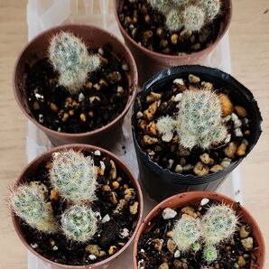 マミラリア属 銀手鞠 サボテン ギンテマリ 根付き 多肉植物