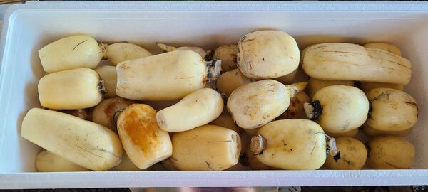 新蓮 訳あり 3kg