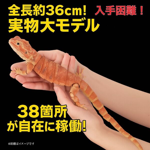 いきもの大図鑑 プレミアム フトアゴヒゲトカゲ レッド 激レア 爬虫類 フトアゴ
