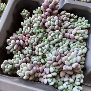 パープルヘイズ 抜き苗 多肉植物 つぶつぶ多肉