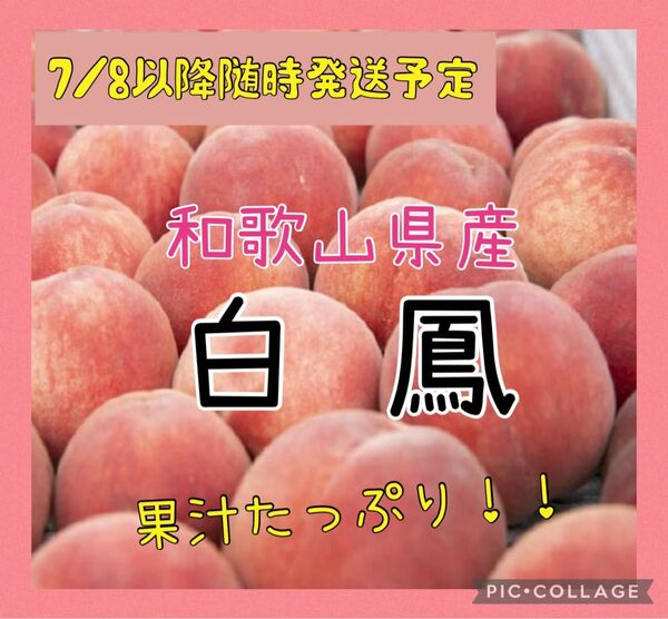 和歌山県産 白鳳 家庭用 5〜7玉(7/8以降随時発送予定