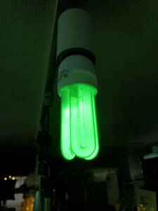 M869-1　未使用品　E26　11W　電球形蛍光灯　電球　蛍光灯　照明　緑　グリーン　カラー　ライト　20個セット　店舗/業務