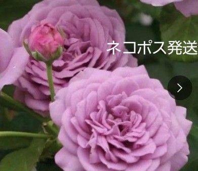 パープル 薔薇 挿し木苗