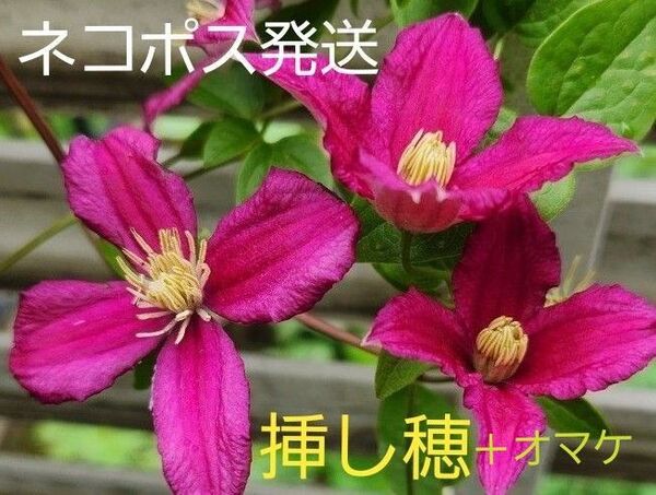クレマチス 挿し穂