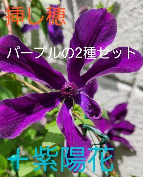 【クレマチス 挿し穂2本 + 紫陽花 挿し穂2本】セット + オマケ