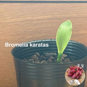 698〓希少Bromelia karatas 実生 現品 熱帯果樹 ブロメリア