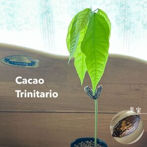 704〓カカオ トリニタリオ種 実生 熱帯果樹 チビ苗特価 現品