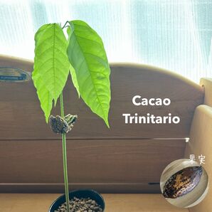 705〓カカオ トリニタリオ種 実生 熱帯果樹 チビ苗特価 現品